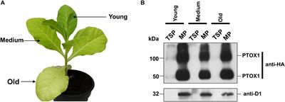 Contrasting Responses to Stress Displayed by Tobacco Overexpressing an Algal Plastid Terminal Oxidase in the Chloroplast